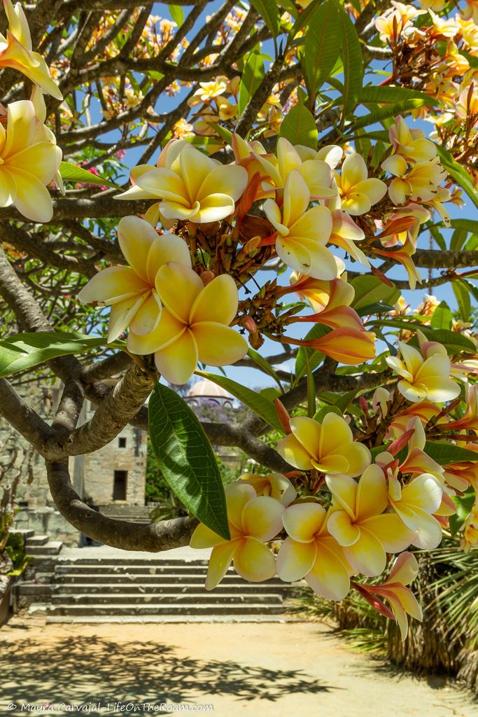 A foreground with white and yellow flowers.