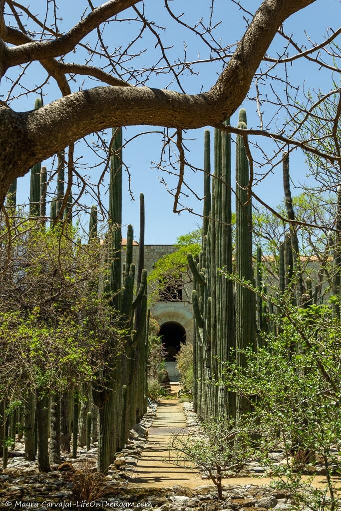 A promenade in a garden flanked by tall cacti
