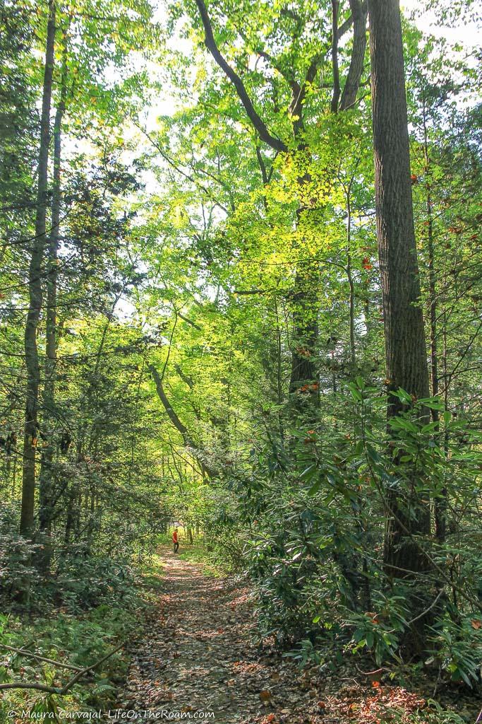 A hiking trail in a forest with tall trees