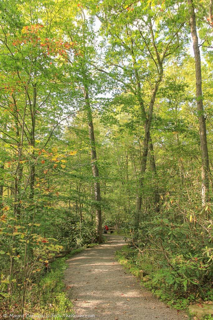 Tall trees in a trail in a forest