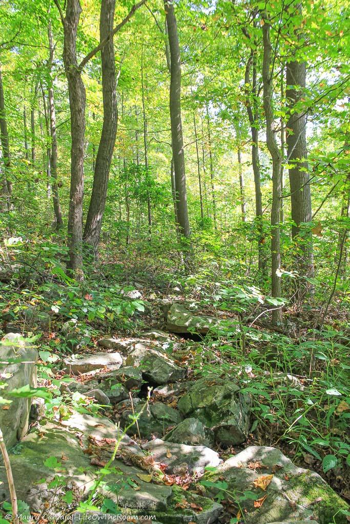 A rocky trail in a dense forest