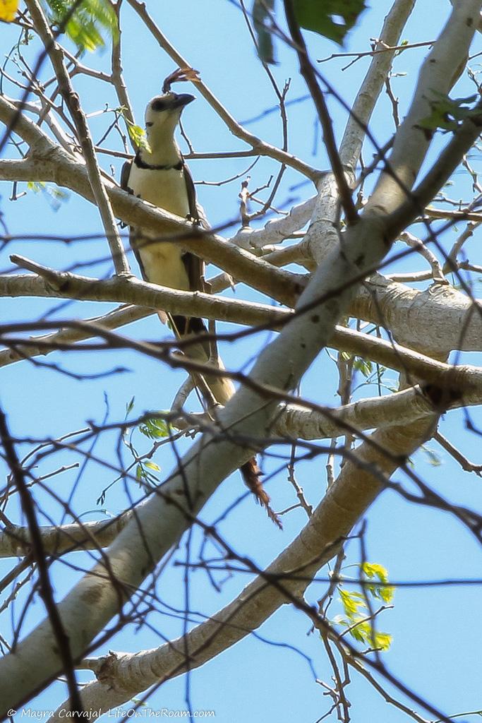 A big white and black bird on a tree