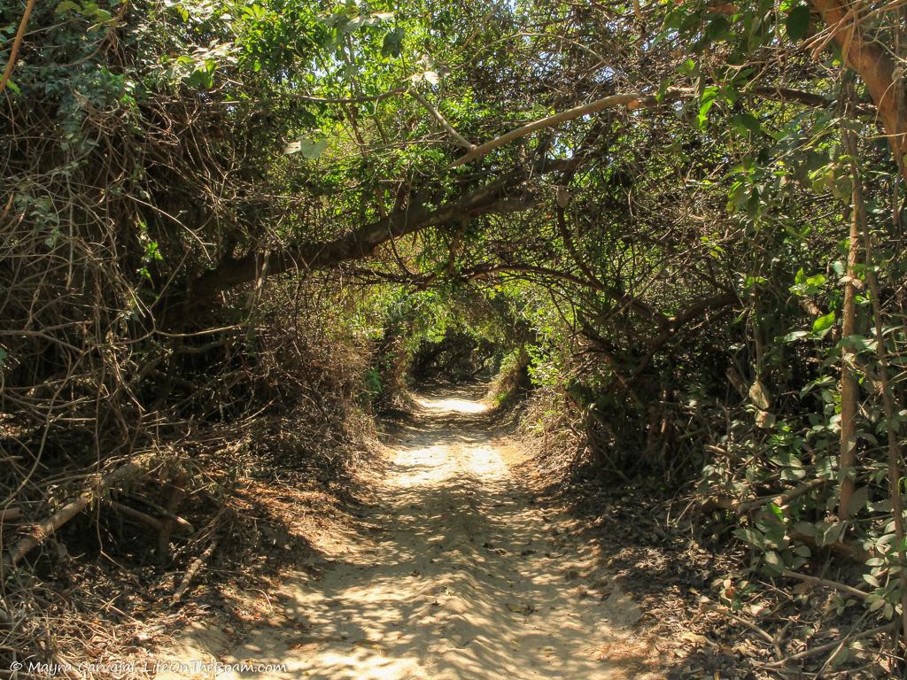A shaded trail in the jungle