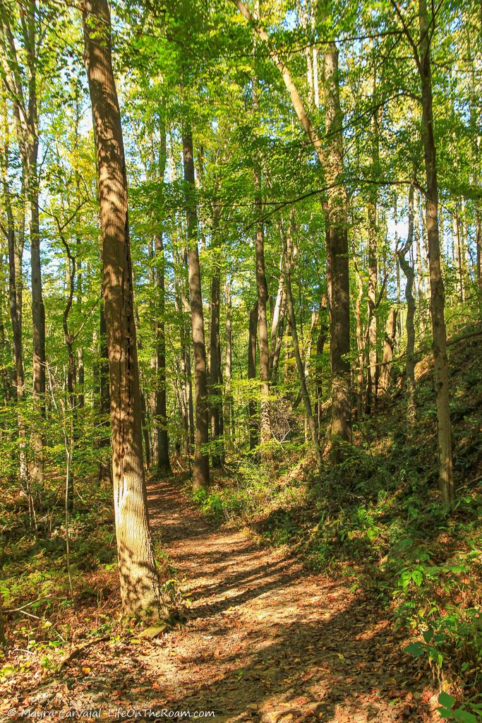 Trees in a forest trail