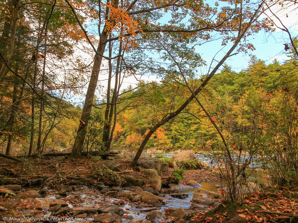 A creek shaded by trees with fall foliage