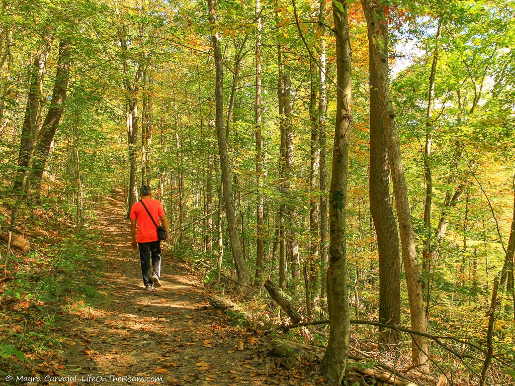 A trail in the forest shaded by tall trees