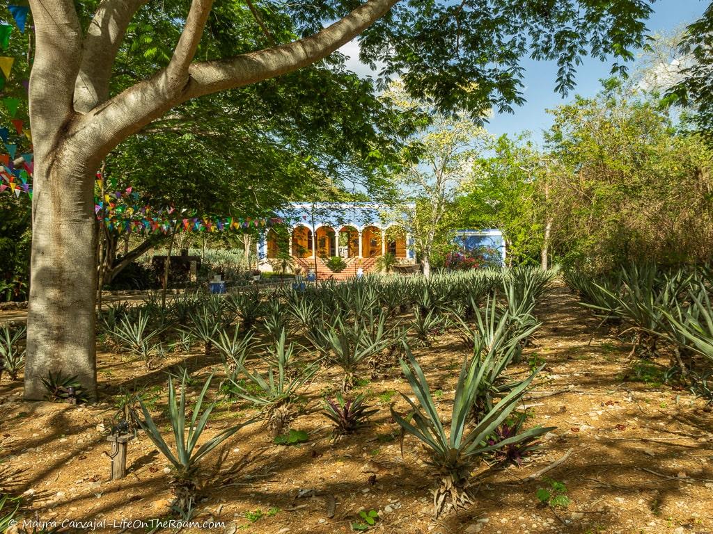 A recreation of an old hacienda with sisals in the foreground