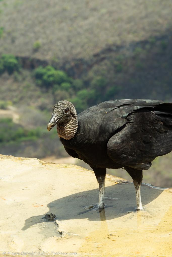 A vulture standing at the edge of a cliff