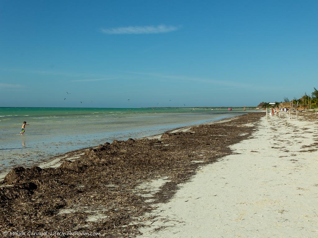 A beach with sargasso