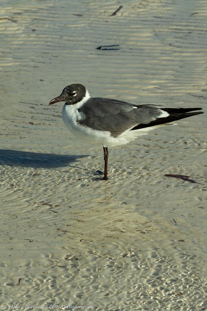 A bird on the sand in a beach
