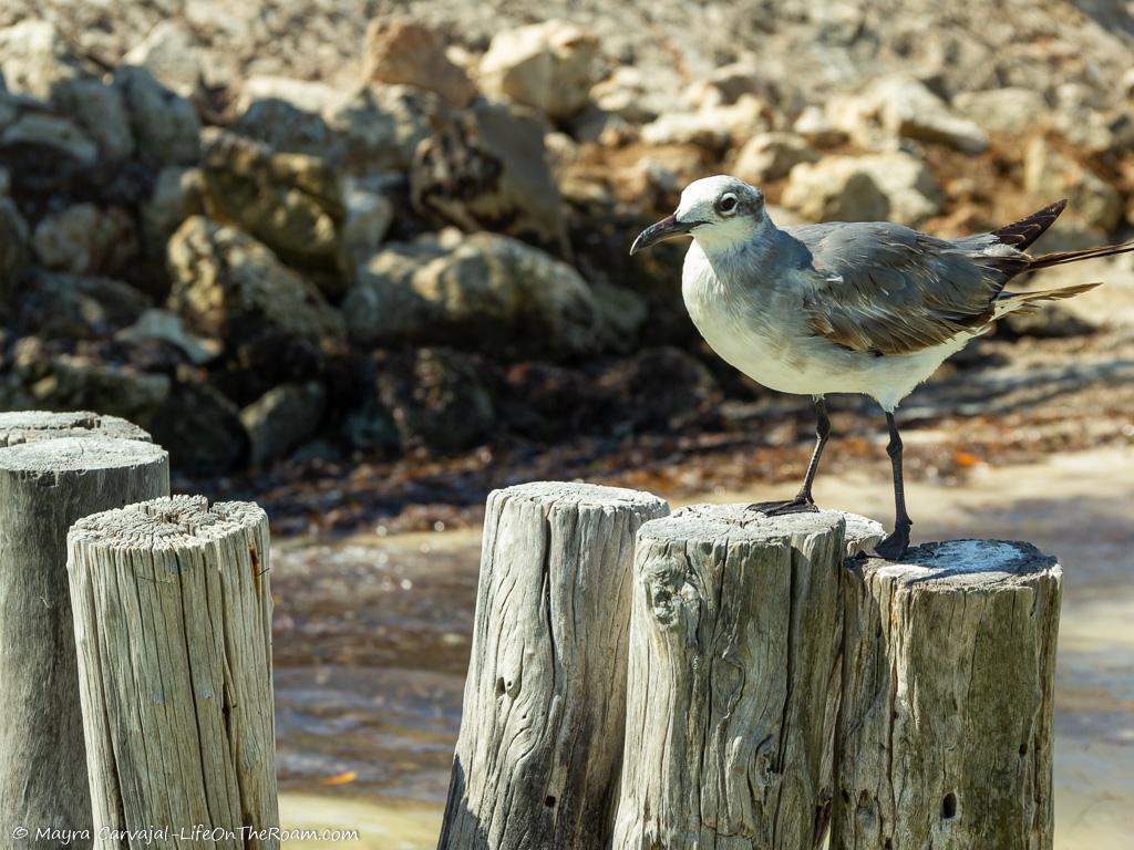 A bird on a pole