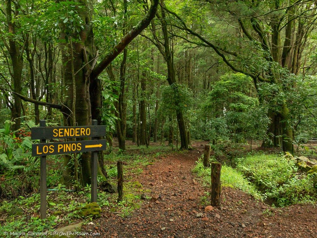 A trail in a forest with a sign saying Sendero Los Pinos