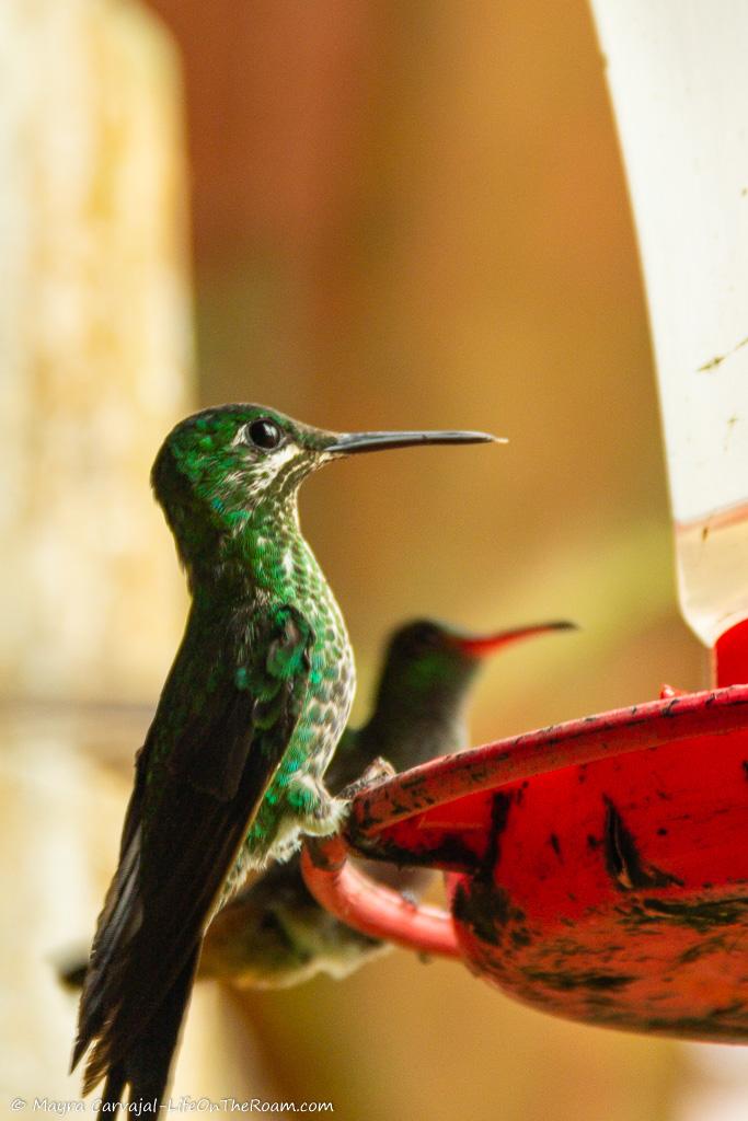 Hummingbirds on a feeder