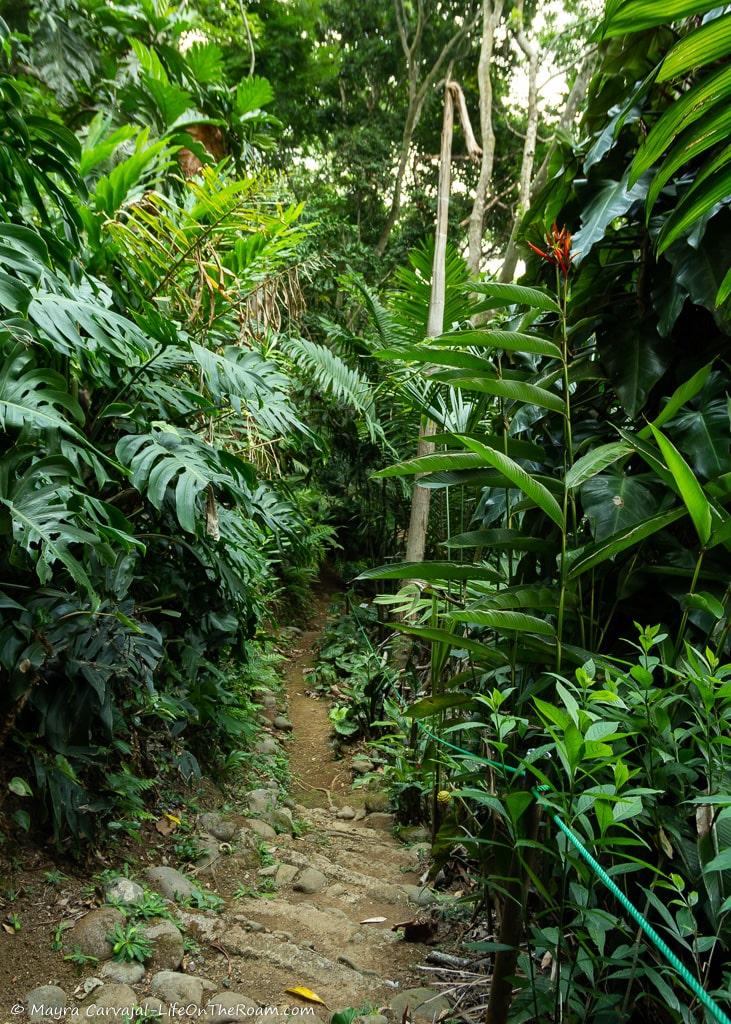 A trail in a jungle