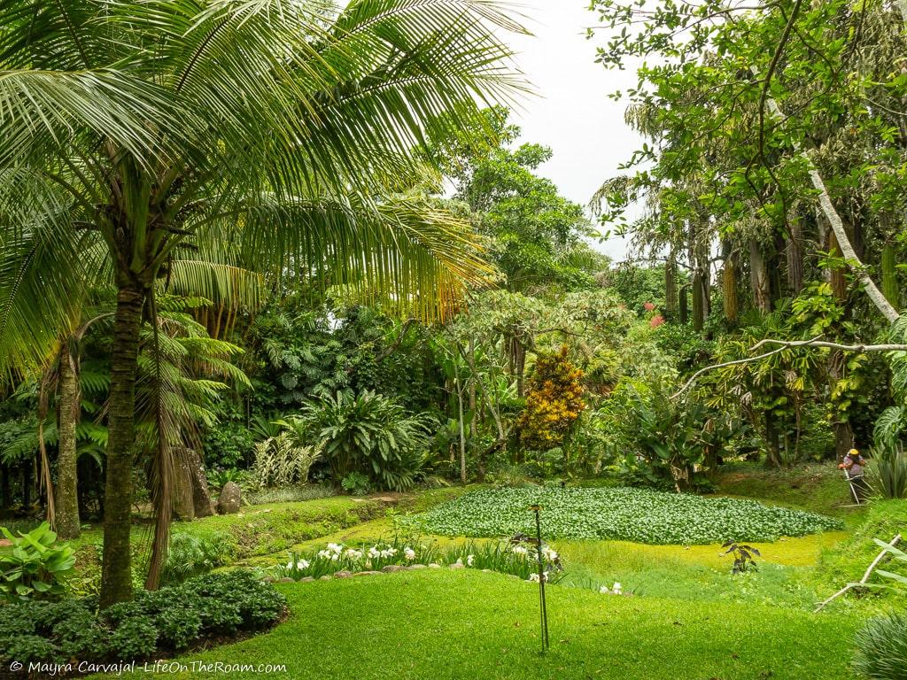 View of a garden with many palms