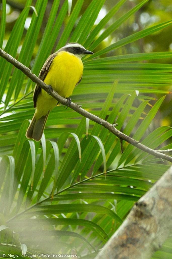 A bird with yellow belly, browinsh wings and black and white head
