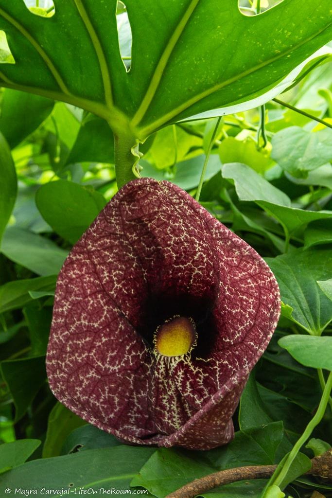 A flower with unique shape