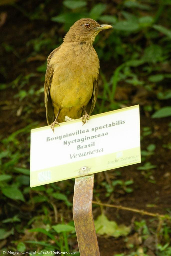 A bird with ochre chest and brownish back and wings