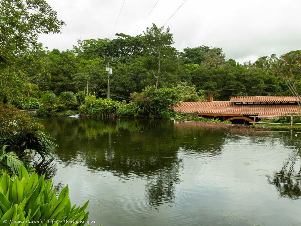 A pond surrounded by trees with a red roof in the background