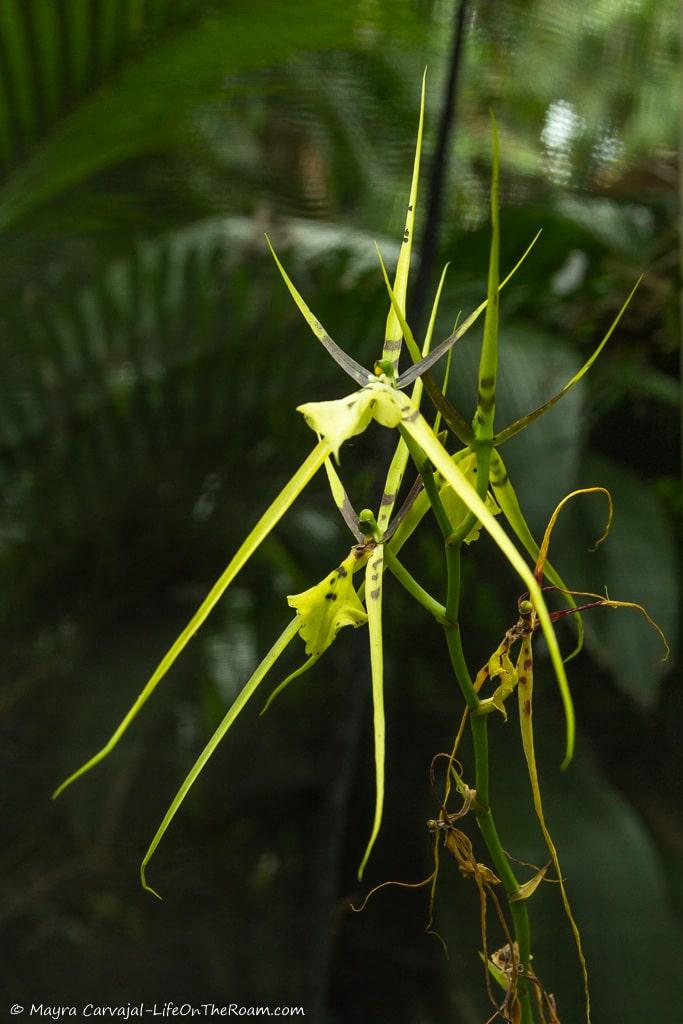 A triangular-shaped orchid