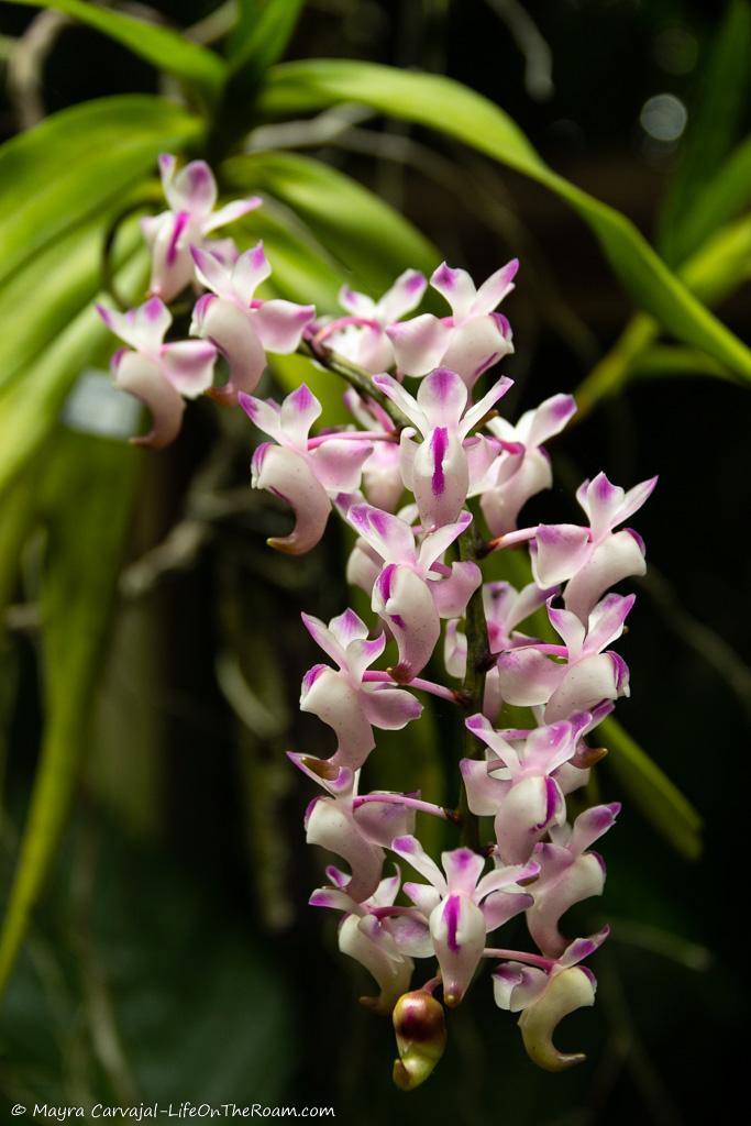 A stem with multiple white and purple orchids