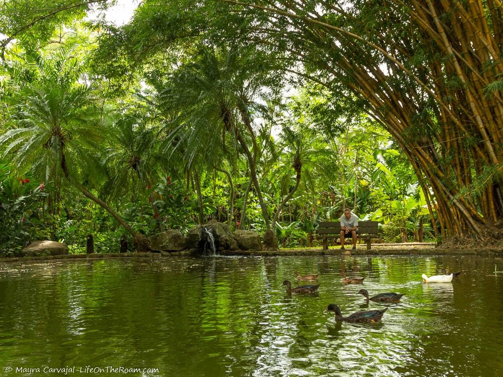 A pond with ducks shadedy trees