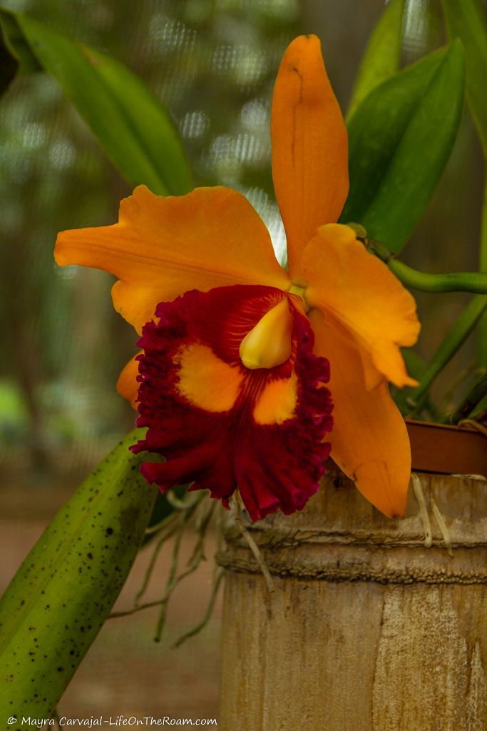 An orange and burnt red orchid