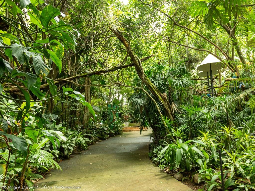 A concrete path through a jungle