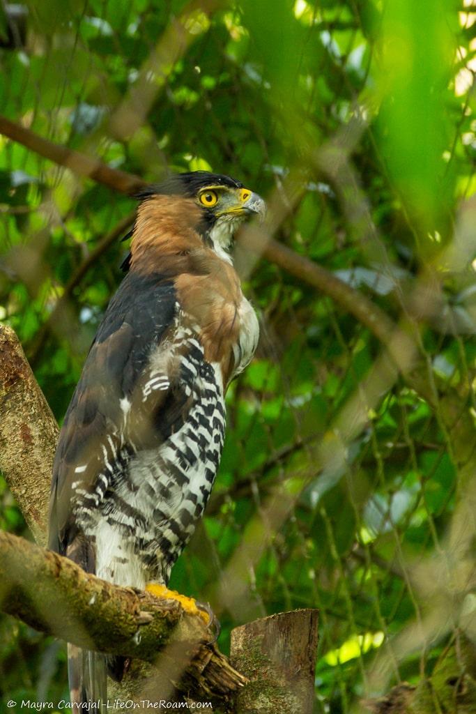An ornate hawk eagle