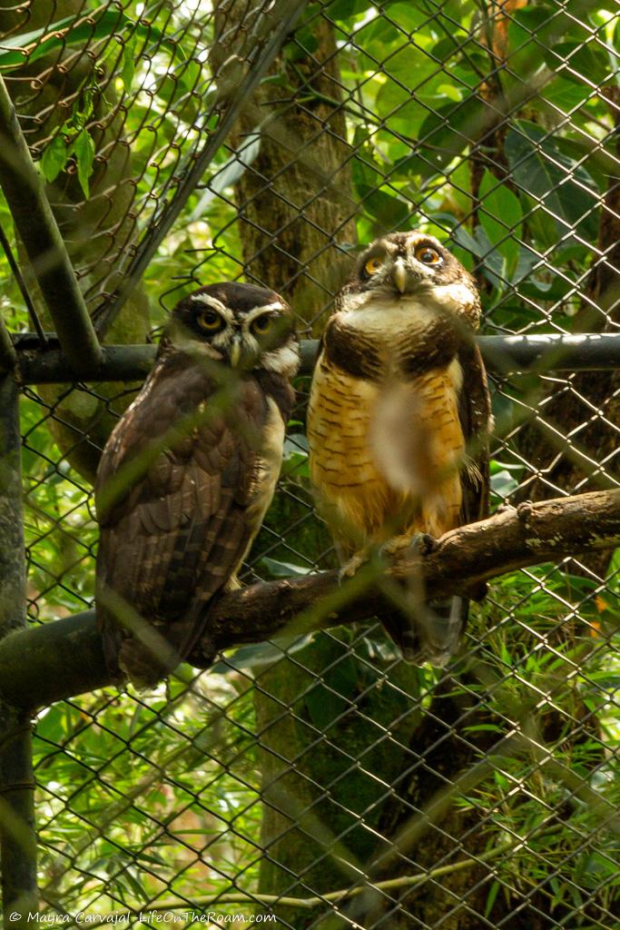 Two spectacled owls