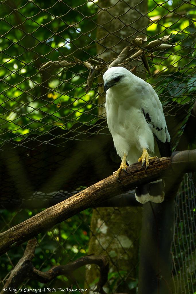 A white hawk
