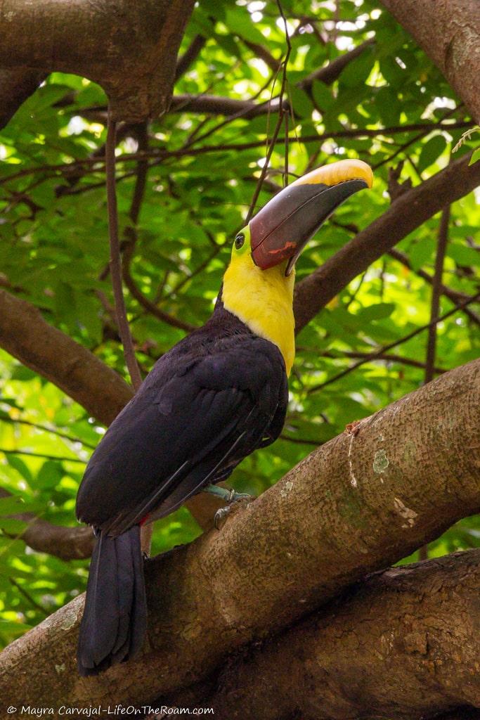 A toucan on a tree
