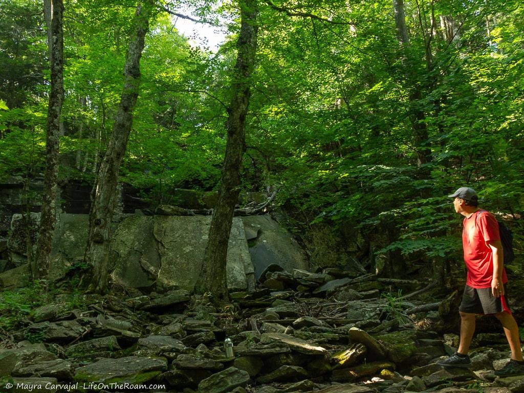 A dried waterfall in the woods