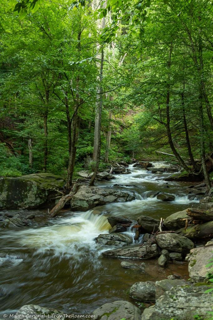 A stream over rocks in a forest