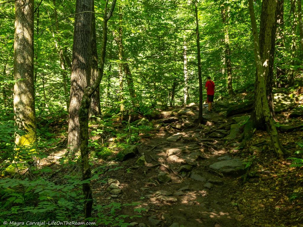 A man in a shaded forest trail