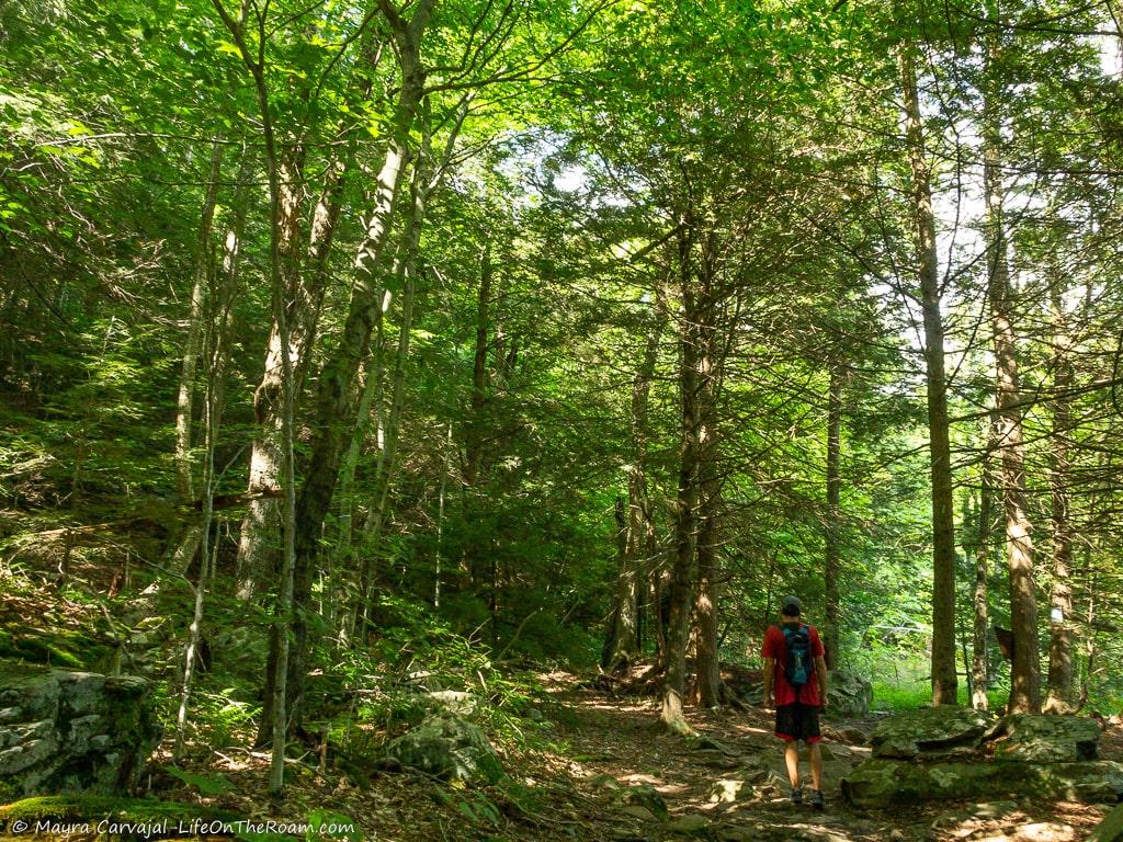 A man walking on a forest trail