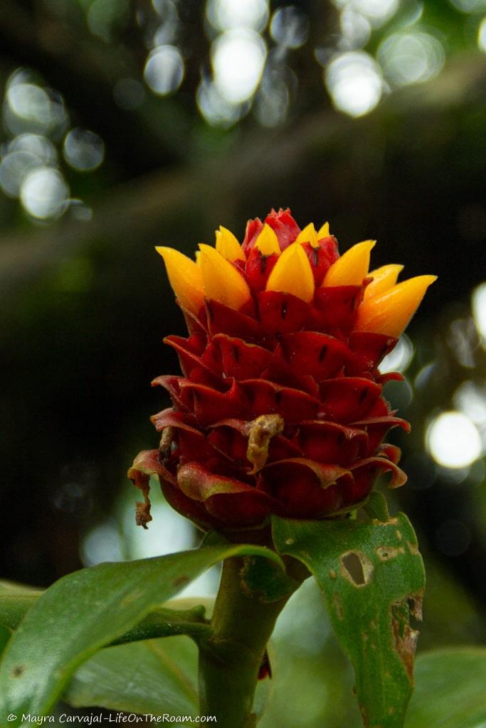 A red and yellow flower