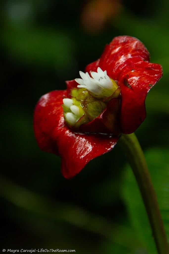 A red and white flower