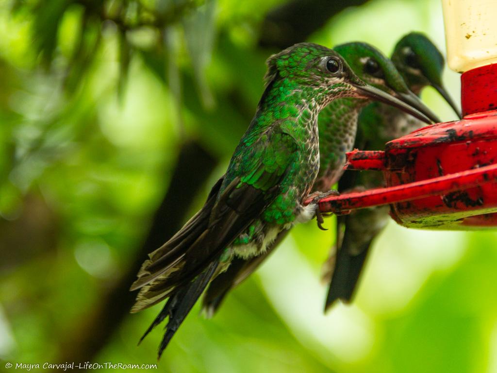 Three hummingbirds in a feeder