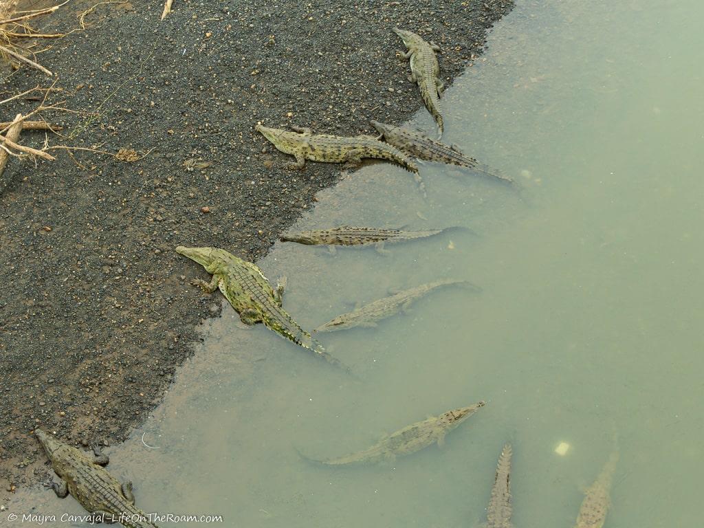 Crocodiles in the bank of a river