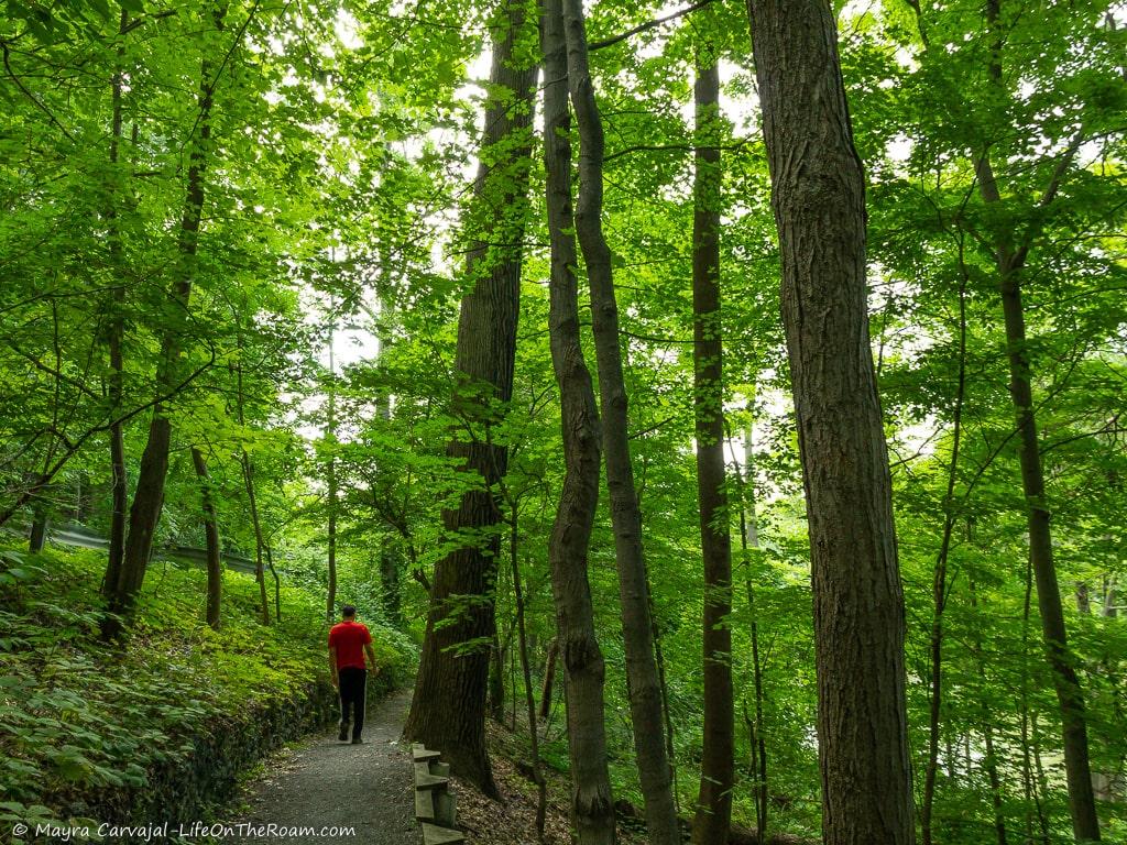 A man walking on a forest trail