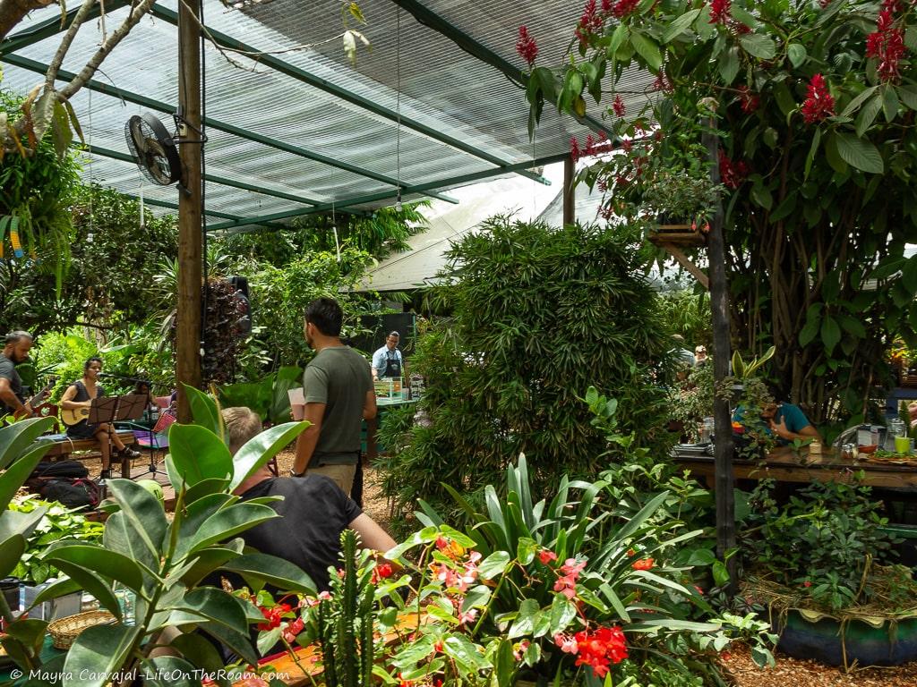 Musicians performing in front of people eating at tables surrounded by plants