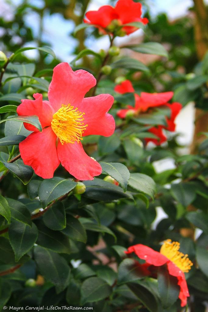 A red flower with a yellow centre