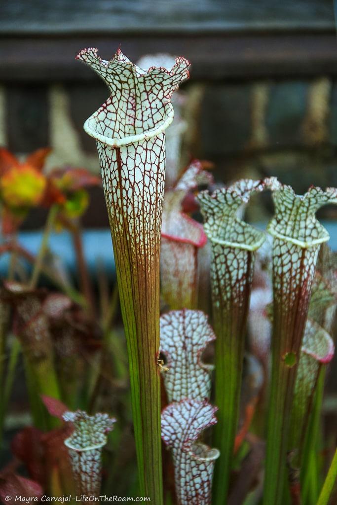 A plant that looks like a pitcher