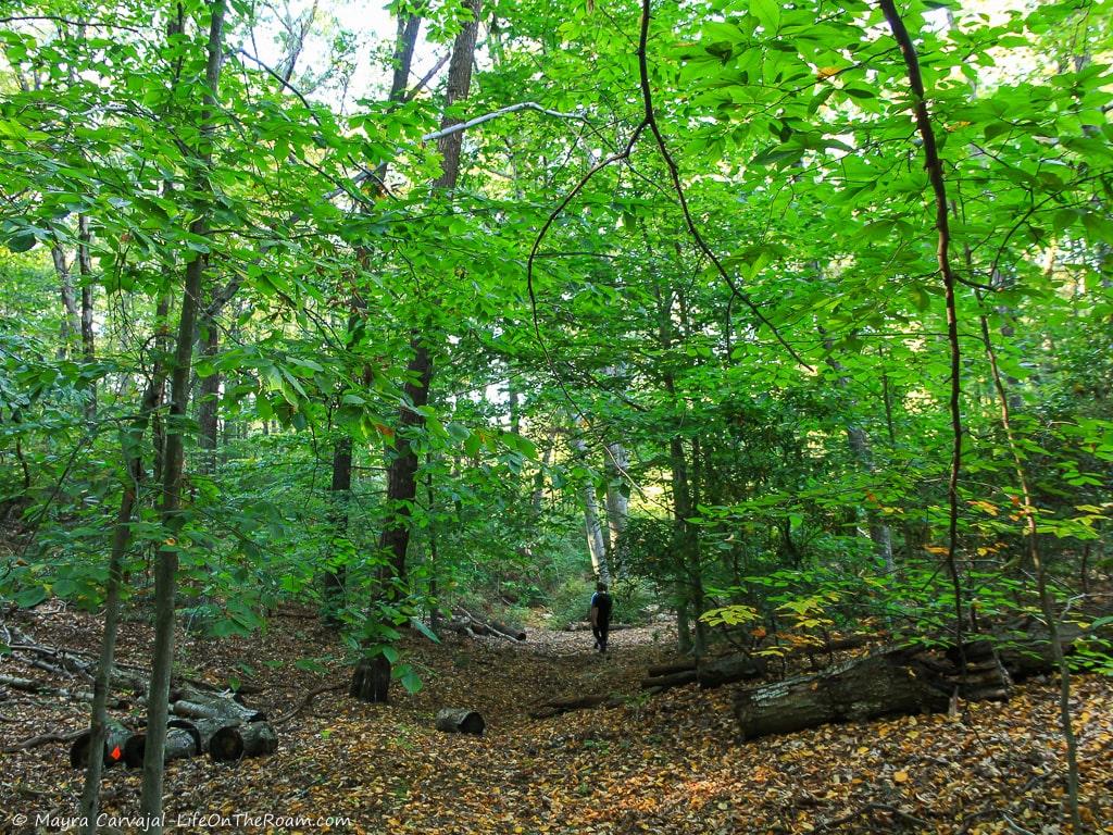 A nature trail