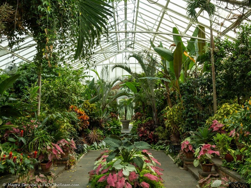 A greenhouse with tropical plants