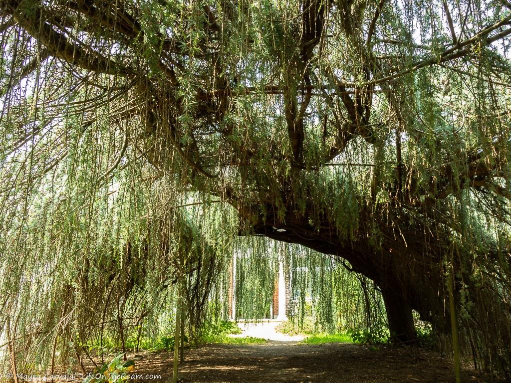 A tunnel made by branches