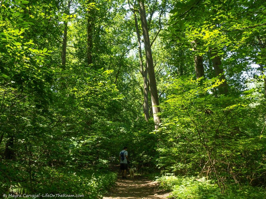 A man and a dog walking in a forest