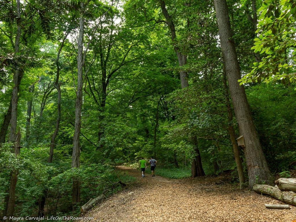 Two men walking on a trail in the forest