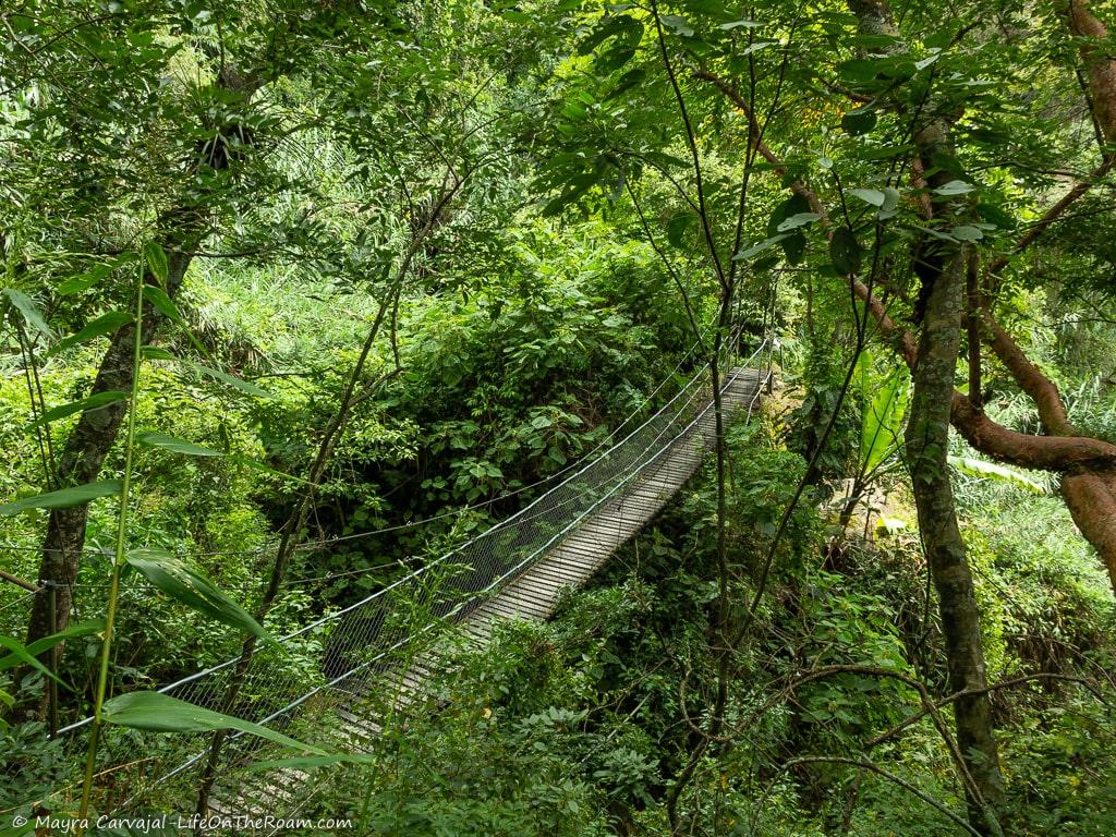 A hanging bridge in the forest